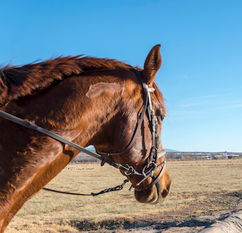 POV shot of rider on back of horse